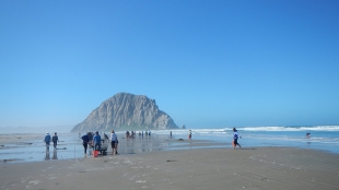 A photo of students gathering clams for research at Pismo Beach.