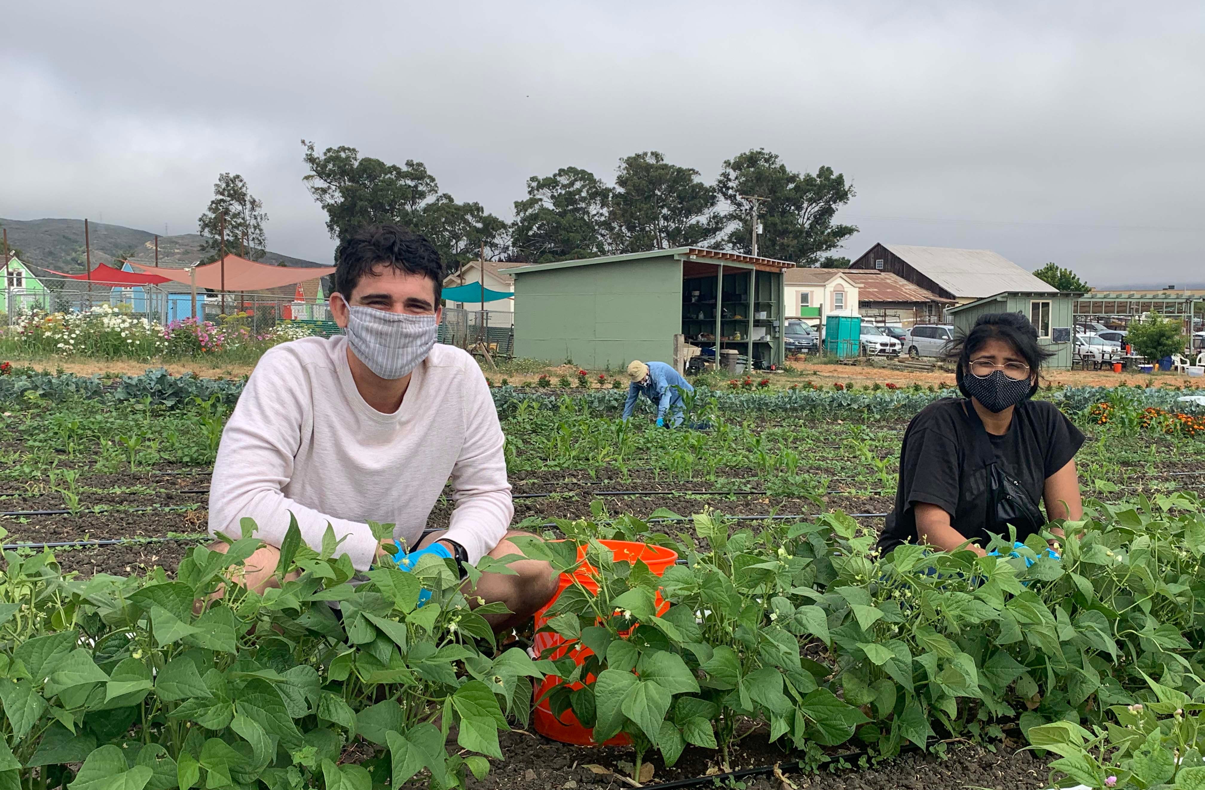 Alum Clark Goossen and partner Kala Babu working in the SLO Food Bank garden