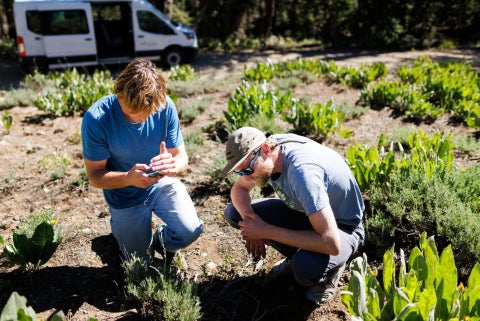 An image of Alum Reed Kenny investigating plants with student. 