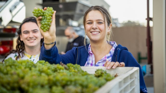Cal Poly student holding up a cluster of white wine grapes.