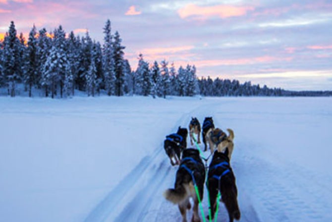 Snowy finish landscape with husky dogs.